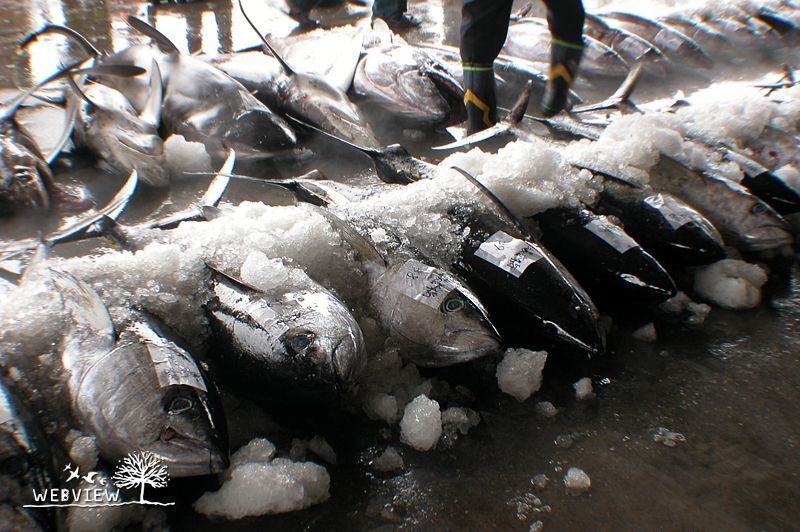成功漁港，冰鎮排列的漁獲