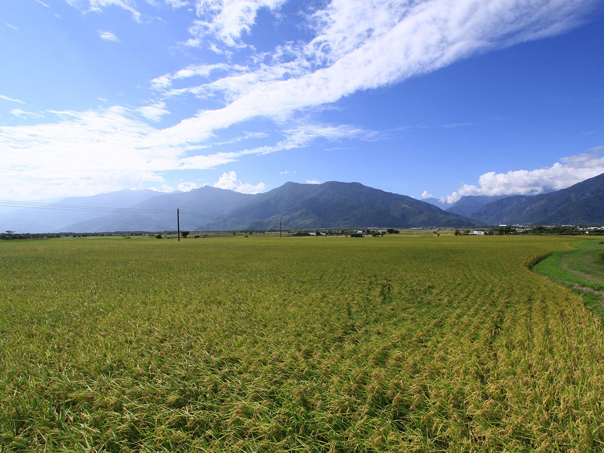 池上伯朗大道兩側的稻田與遠方山脈，客家文化園區就在池上鄉內