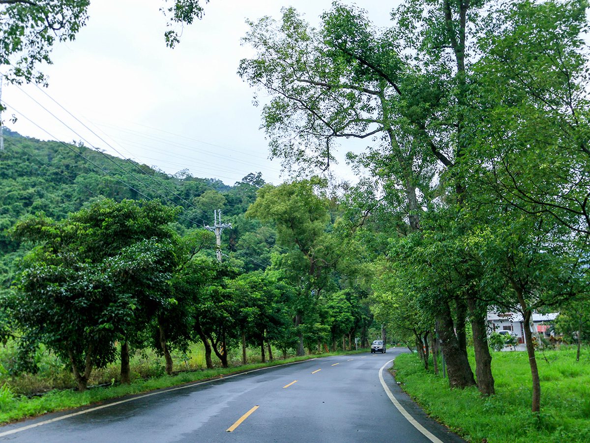 鹿野武陵綠色隧道的林蔭公路